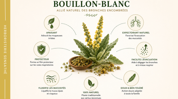 Infographie sur les bienfaits du bouillon-blanc pour fluidifier les mucosités, apaiser la toux grasse et dégager les bronches. - Herboristerie Sensathé Infographie sur les bienfaits du bouillon-blanc pour fluidifier les mucosités, apaiser la toux grasse et dégager les bronches. - Herboristerie Sensathé
